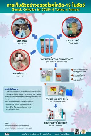 การเก็บตัวอย่างตรวจโรคโควิด-19 ในสัตว์ (Sample Collection for COVID-19 Testing in Animals)