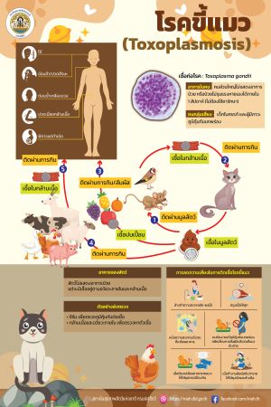 โรคขี้แมว (Toxoplasmosis)