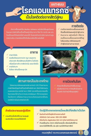 ANTHRAX โรคแอนแทรกซ์เป็นโรคติดต่อจากสัตว์สู่คน