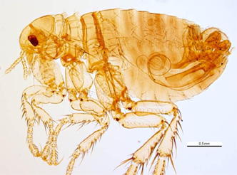 flea pulex