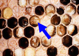 bee EuropeanFoulbrood