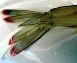 Aquatic TauraShrimp1