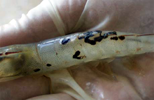 Aquatic TauraShrimp3