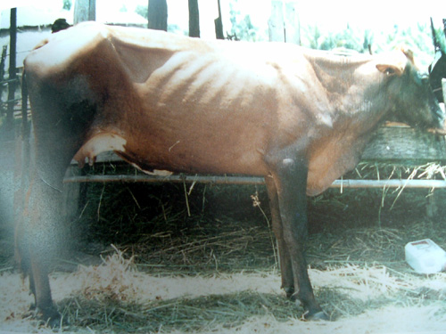 cow 5