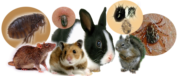 zoonosis Tularemia