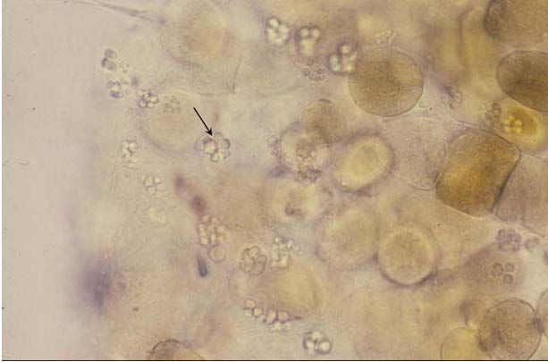 aquatic ShrimpDis2 img 2