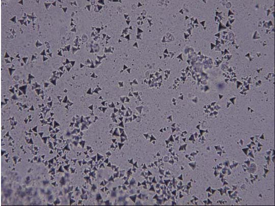 aquatic ShrimpDis2 img 3