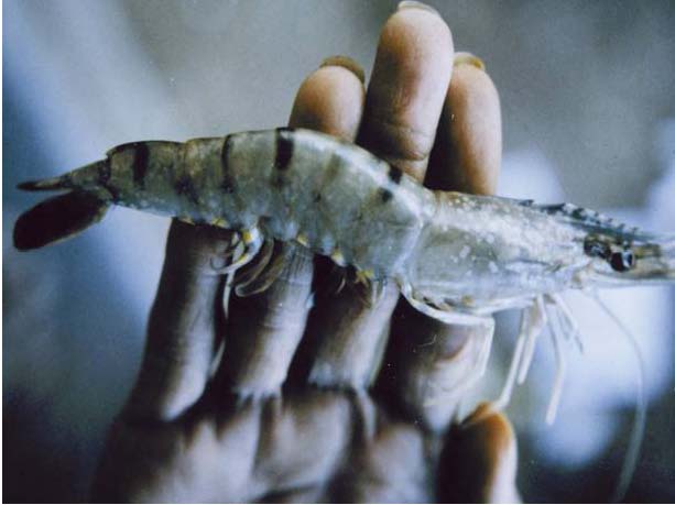 aquatic ShrimpDis2 img 4