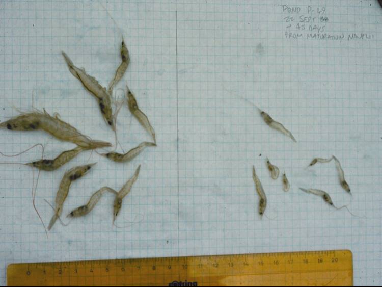 aquatic ShrimpDis2 img 5