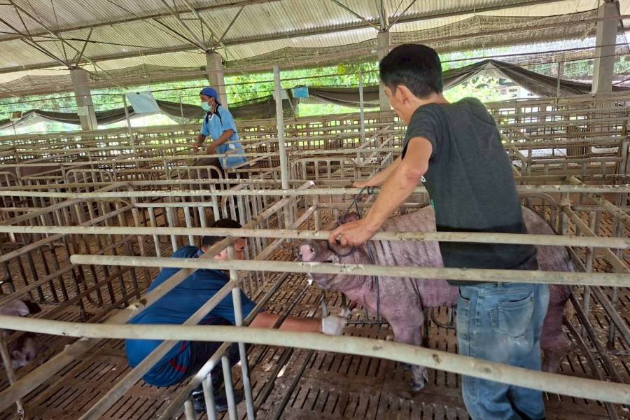 ศวพ.สุรินทร์ ร่วมกับศูนย์วิจัยและพัฒนากระบือ ตรวจสุขภาพสุกร ภายในศูนย์ฯ ประจำปี 2568