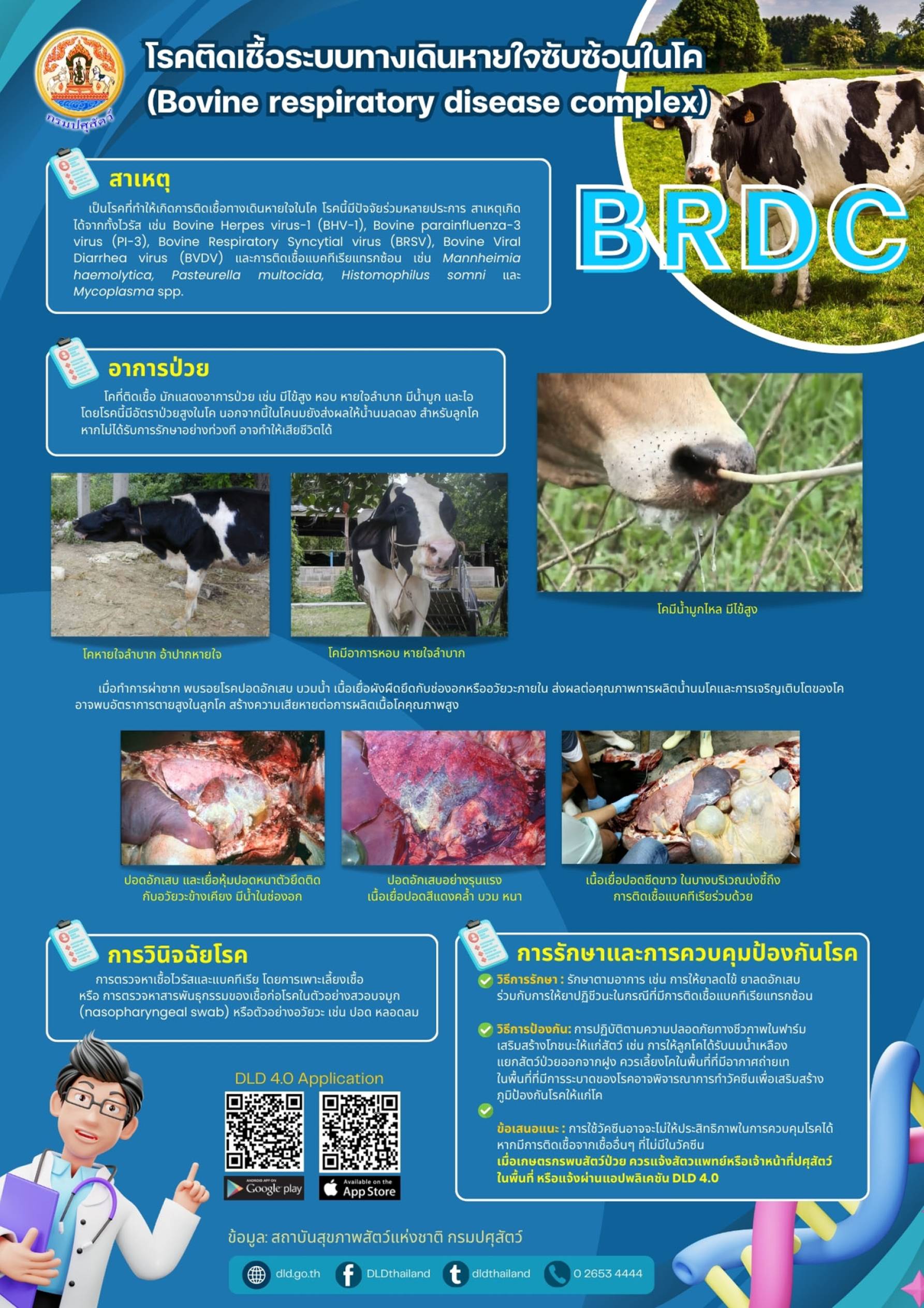 โรคติดเชื้อระบบทางเดินหายใจซับซ้อนในโค (Bovine respiratory disease complex)