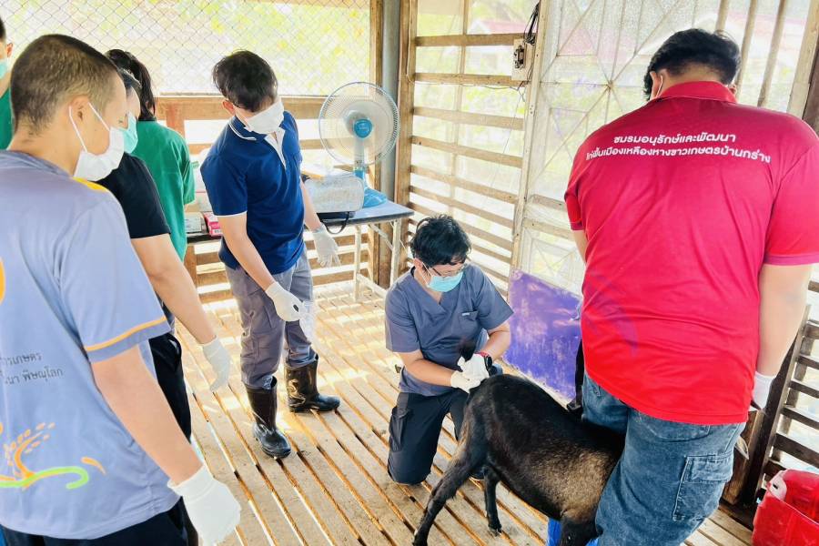 ศวพ.ภาคเหนือตอนล่าง ลงพื้นที่ตรวจสุขภาพแพะ โครงการผลิตแพะพระราชทานฯ จังหวัดพิษณุโลก