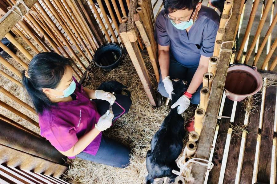ศวพ.ภาคเหนือตอนล่าง ลงพื้นที่ตรวจสุขภาพแพะ โครงการผลิตแพะพระราชทานฯ จังหวัดพิษณุโลก