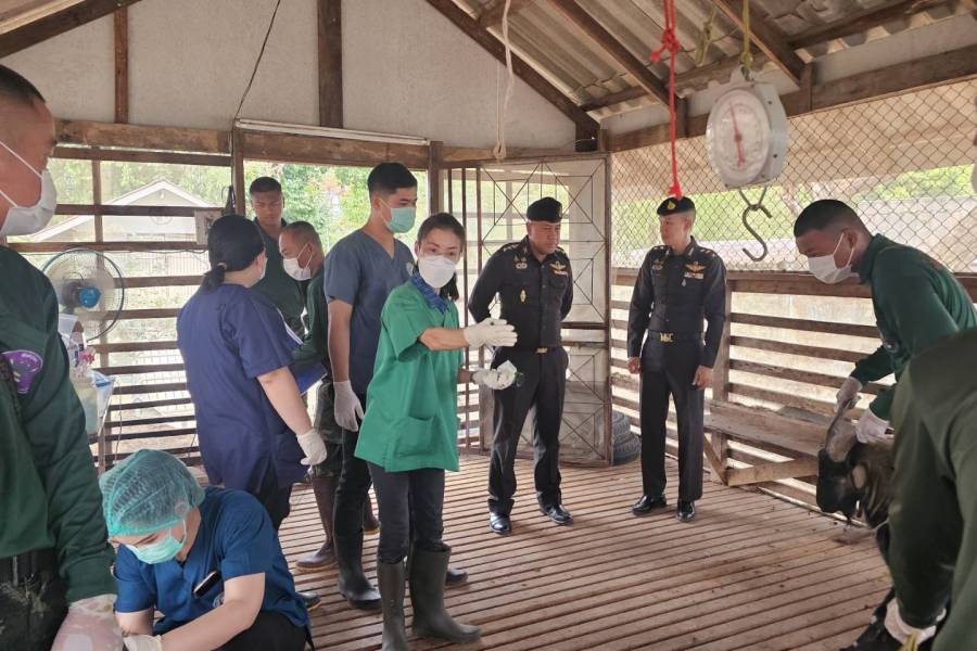 ศวพ.ภาคเหนือตอนล่าง ร่วมดำเนินการดูแลสุขภาพแพะ และเก็บตัวอย่างตรวจวินิจฉัยทางห้องปฏิบัติการ ในโครงการผลิตแพะพระราชทาน “เพื่อนช่วยเพื่อน” พื้นที่ภาคเหนือ จังหวัดพิษณุโลก