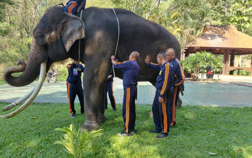 ศวพ. ภาคเหนือตอนบน เข้าร่วมการดูแลและบำรุงสุขภาพช้างสำคัญ (หลังออกหลัก)