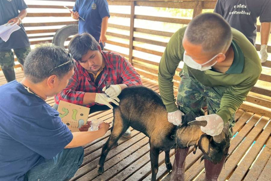 ศวพ. ภาคเหนือตอนล่าง ร่วมดำเนินการดูแลสุขภาพแพะ ในโครงการผลิตแพะพระราชทาน​ เพื่อนช่วยเพื่อน​ พื้นที่ภาคเหนือ จังหวัดพิษณุโลก