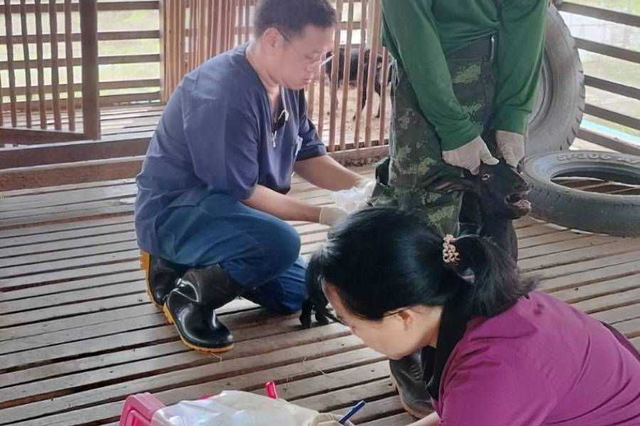 ศวพ.ภาคเหนือตอนล่าง ร่วมตรวจสุขภาพแพะ และเก็บตัวอย่างส่งตรวจทางห้องปฏิบัติการ โครงการผลิตแพะพระราชทานฯ จังหวัดพิษณุโลก