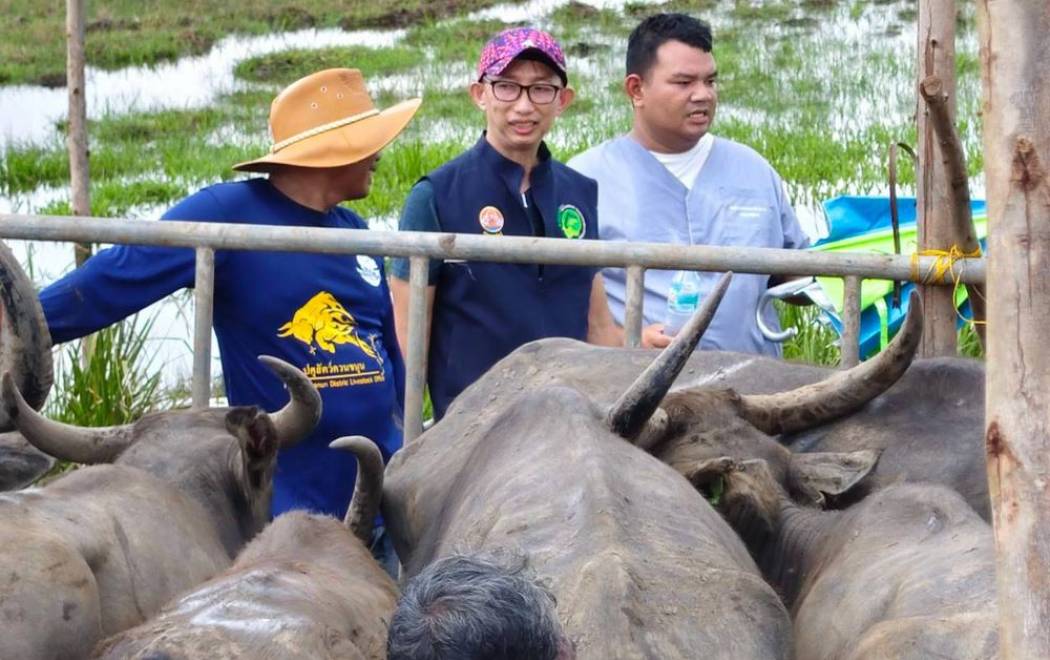  ทีมปศุสัตว์ผนึกกำลังดูแลกระบือทะเลน้อย รับมืออุทกภัย 